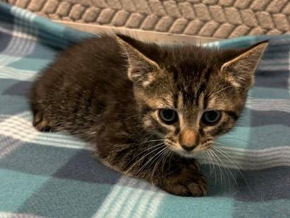 Meowzart, a Adoptable mixed breed in Lampasas, TX image 2/2