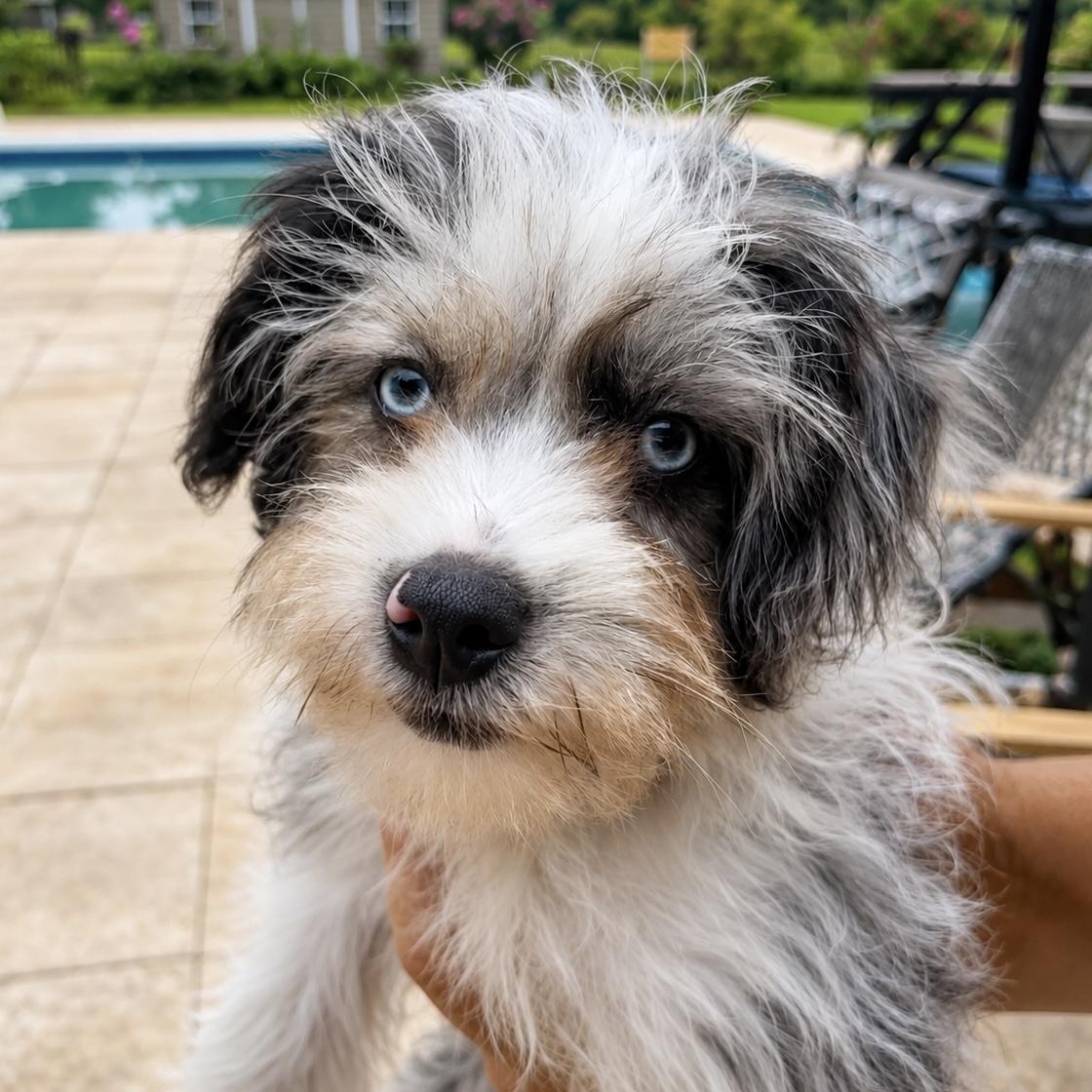 Joie, adopted, Puppy Female Mixed Breed.