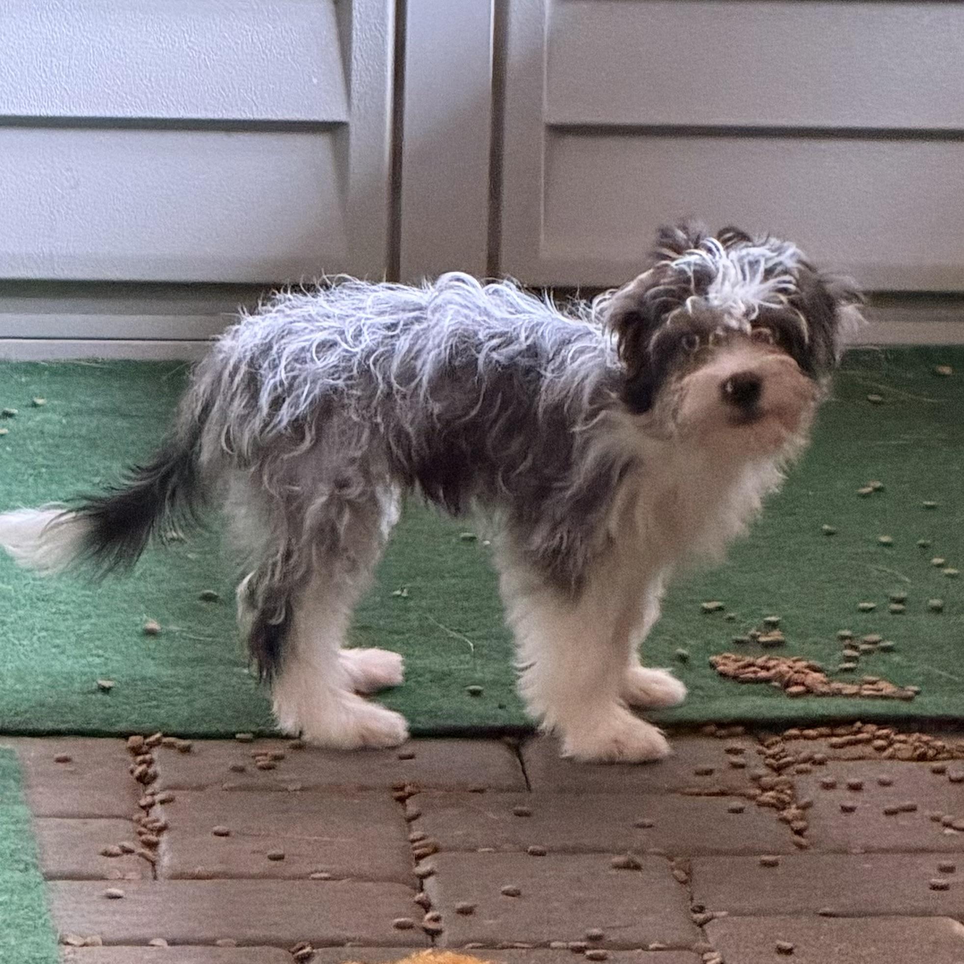 Joie, an adopted Mixed Breed in Hillsborough, NJ image 4/6
