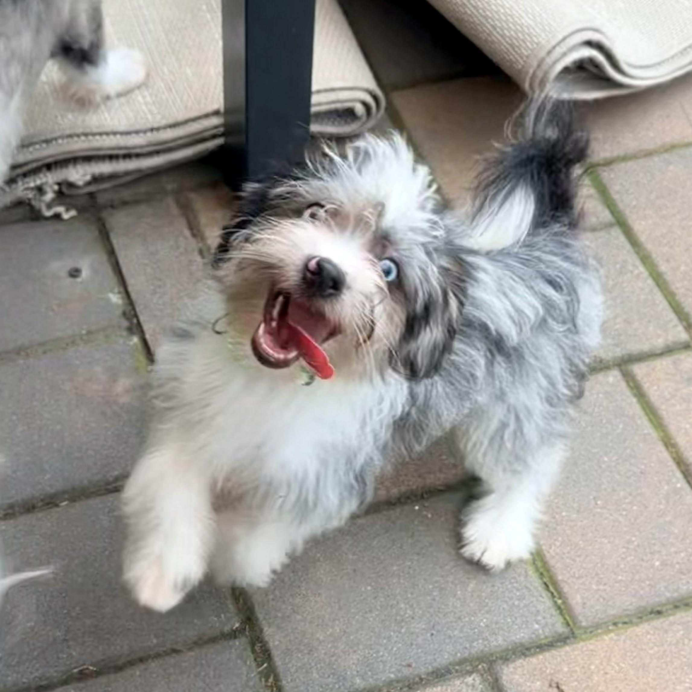Joie, an adopted Mixed Breed in Hillsborough, NJ image 5/6