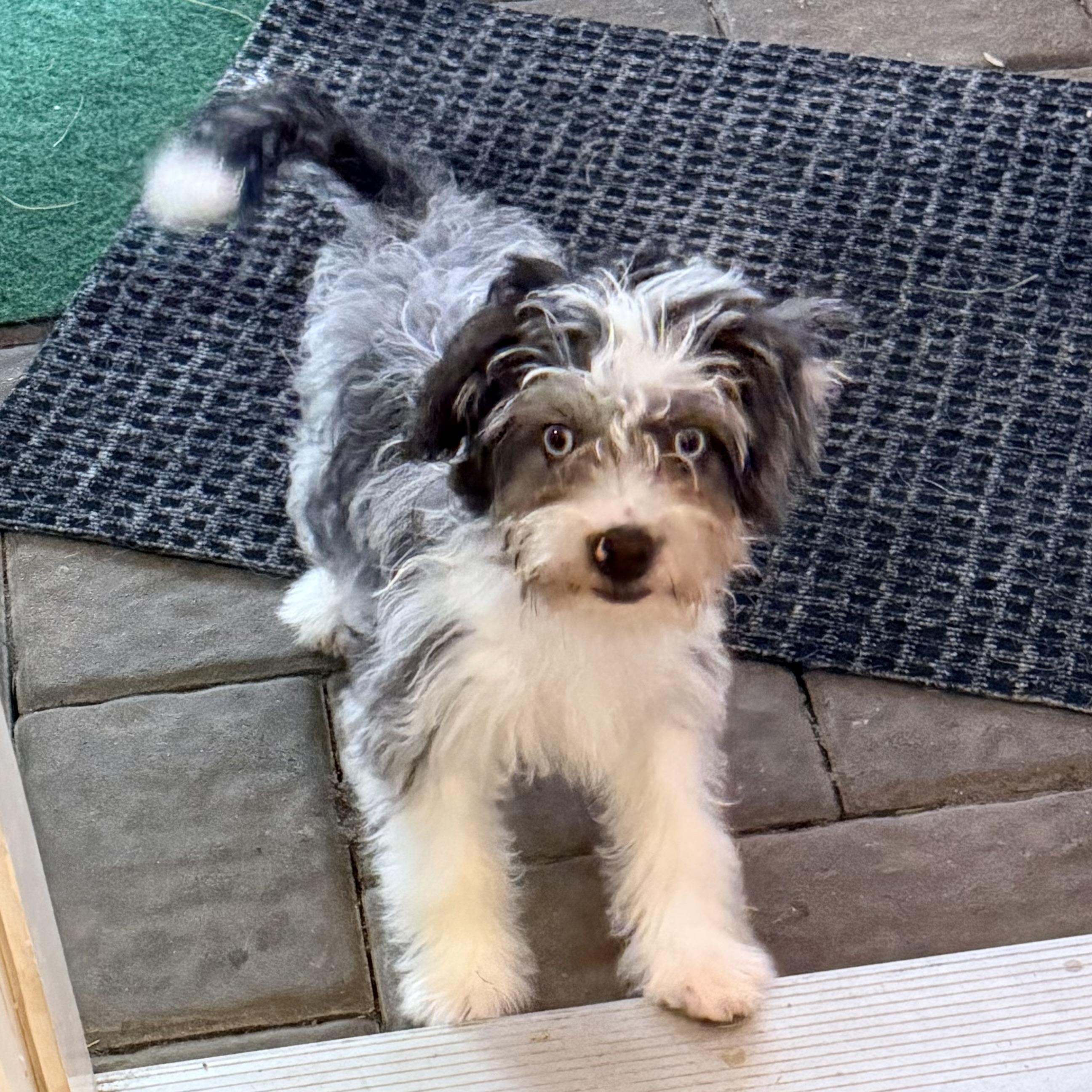 Joie, an adopted Mixed Breed in Hillsborough, NJ image 2/6