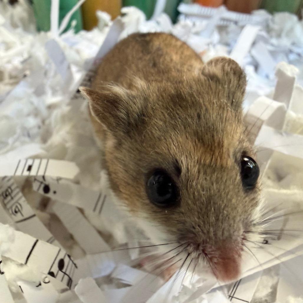 Nibbles, a Adoptable Dwarf Hamster in Bedford, NH image 1/6