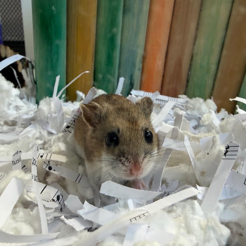 Nibbles, a Adoptable Dwarf Hamster in Bedford, NH image 2/6