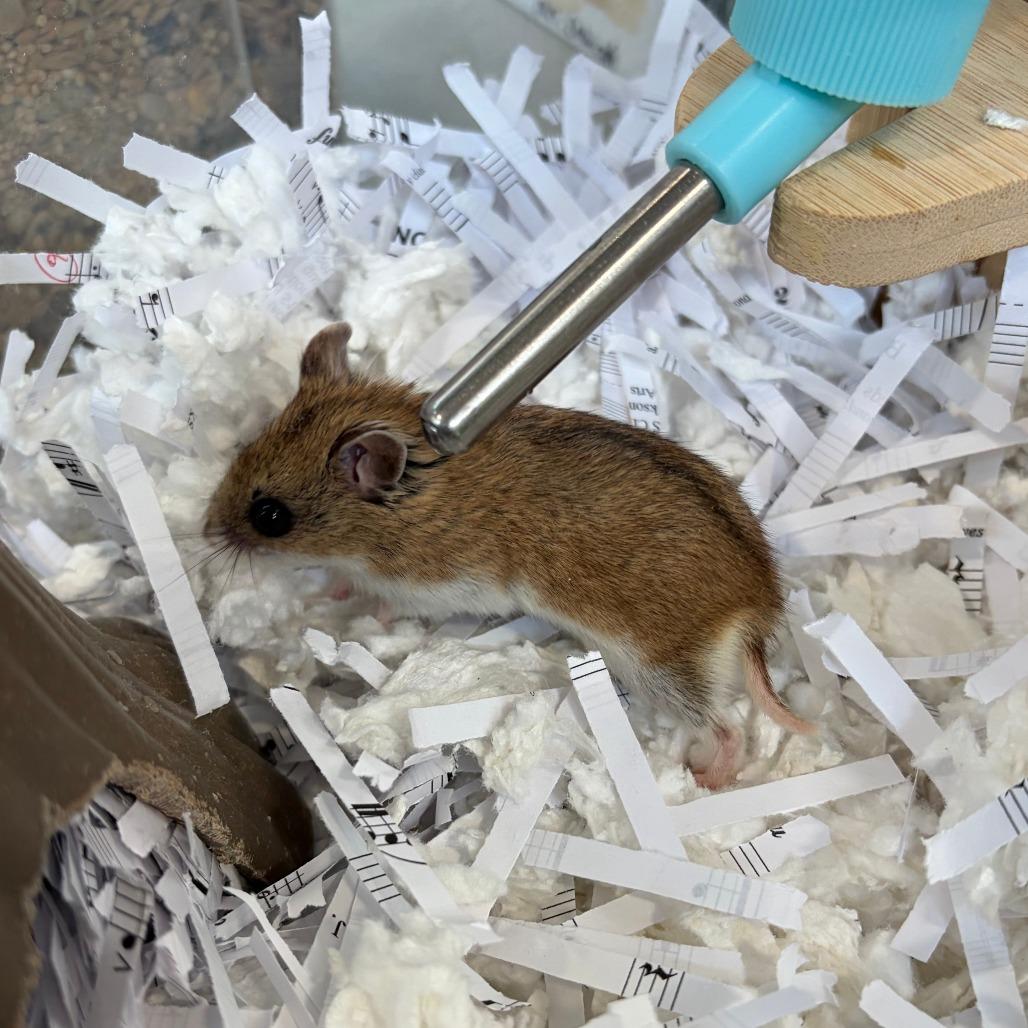 Nibbles, a Adoptable Dwarf Hamster in Bedford, NH image 3/6
