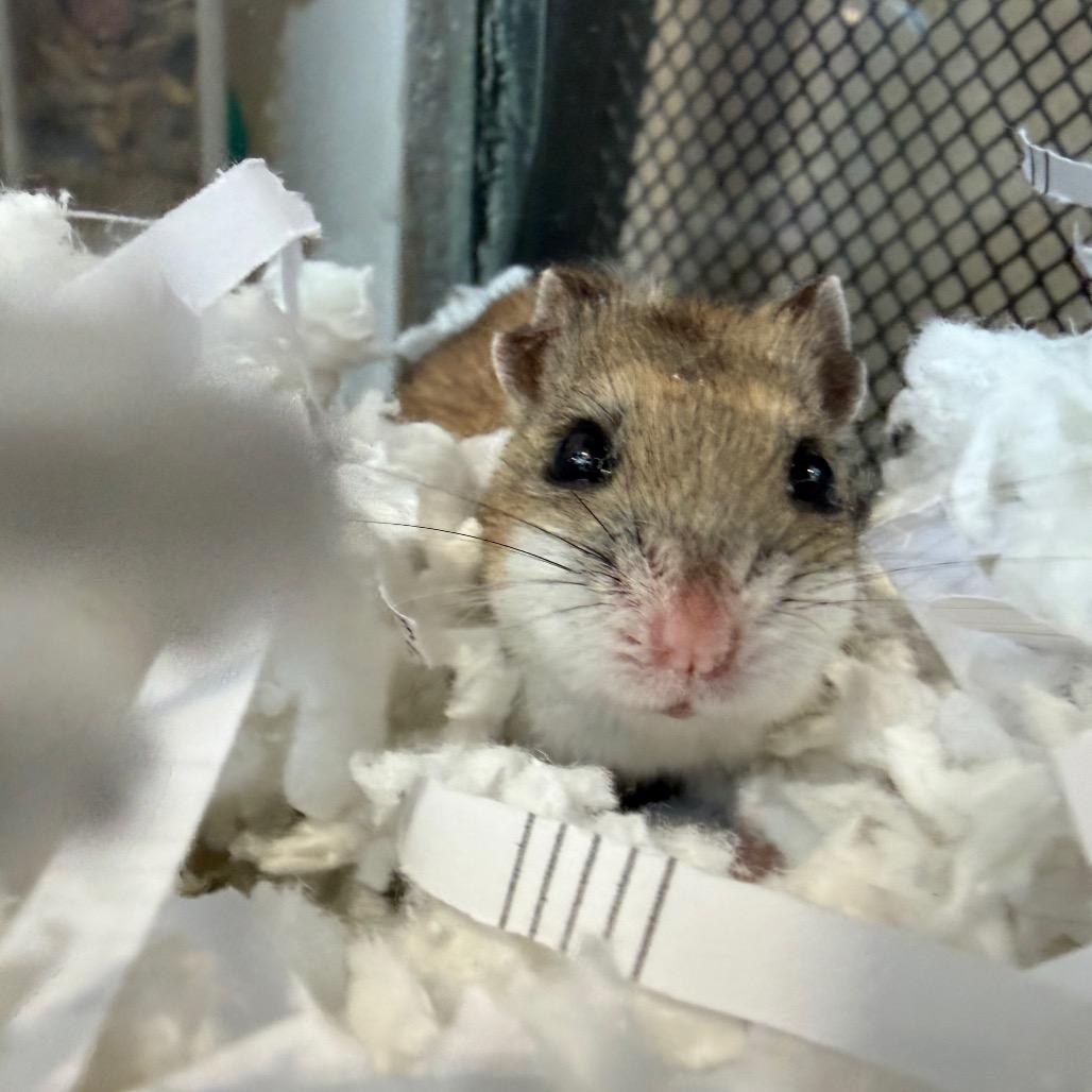 Nibbles, a Adoptable Dwarf Hamster in Bedford, NH image 4/6
