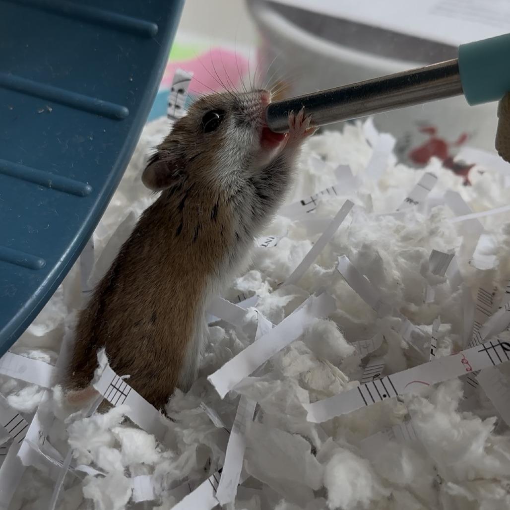 Nibbles, a Adoptable Dwarf Hamster in Bedford, NH image 5/6