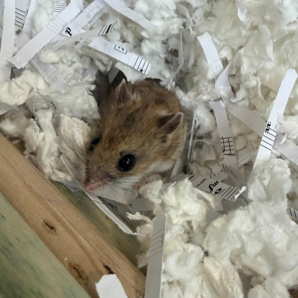Nibbles, a Adoptable Dwarf Hamster in Bedford, NH image 6/6
