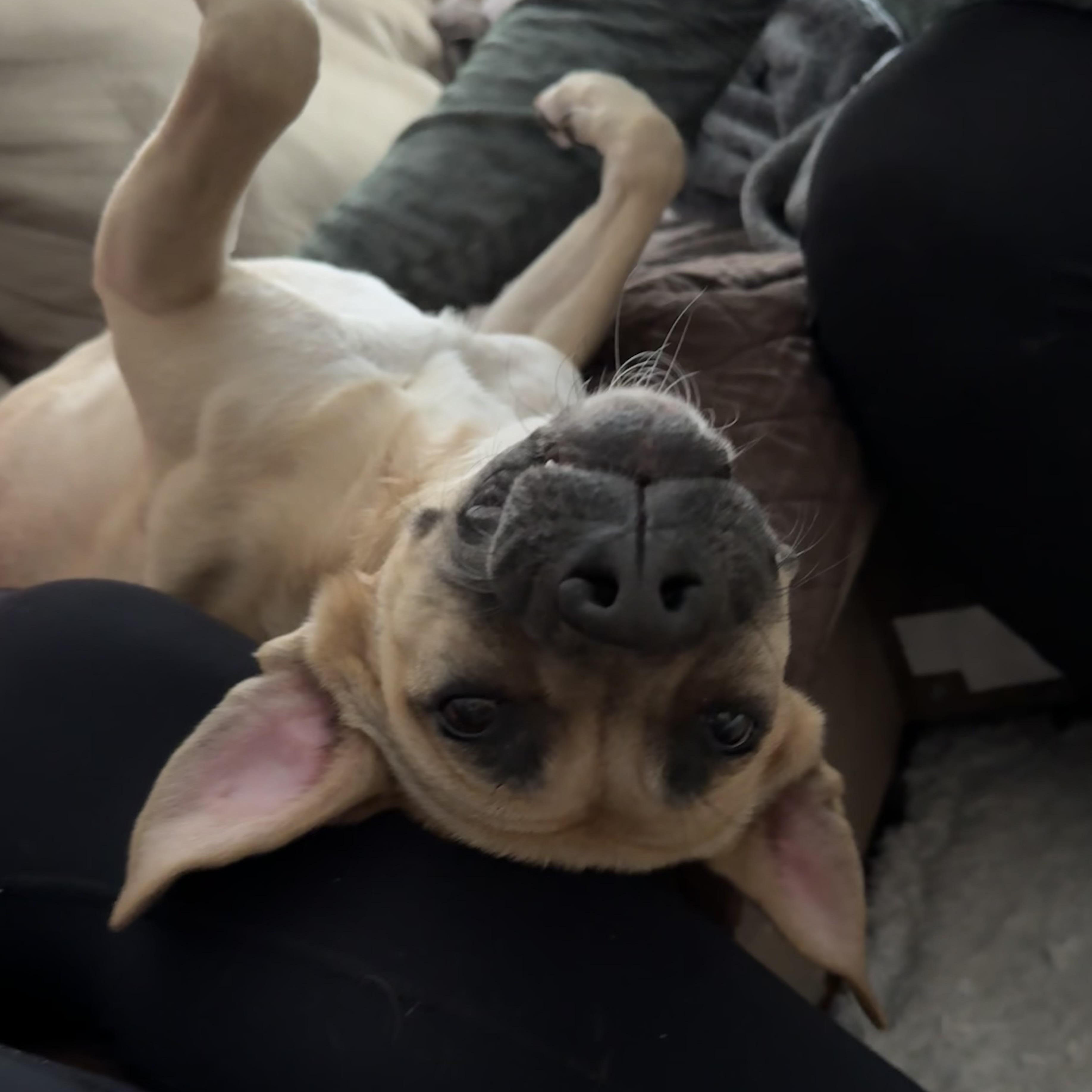 Nilla, a ADOPTABLE Mixed Breed in Hilton, NY image 6/6