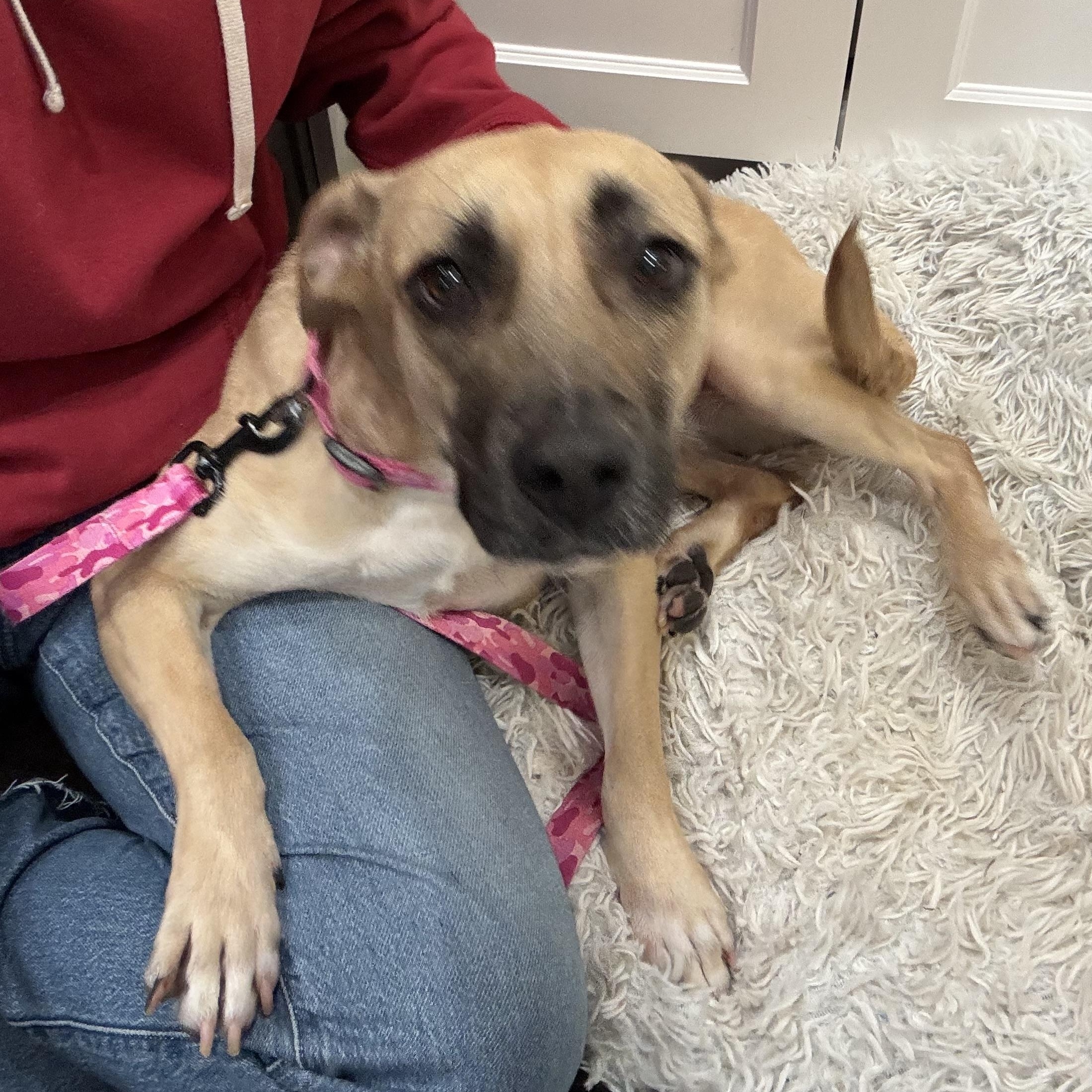 Nilla, a ADOPTABLE Mixed Breed in Hilton, NY image 3/6