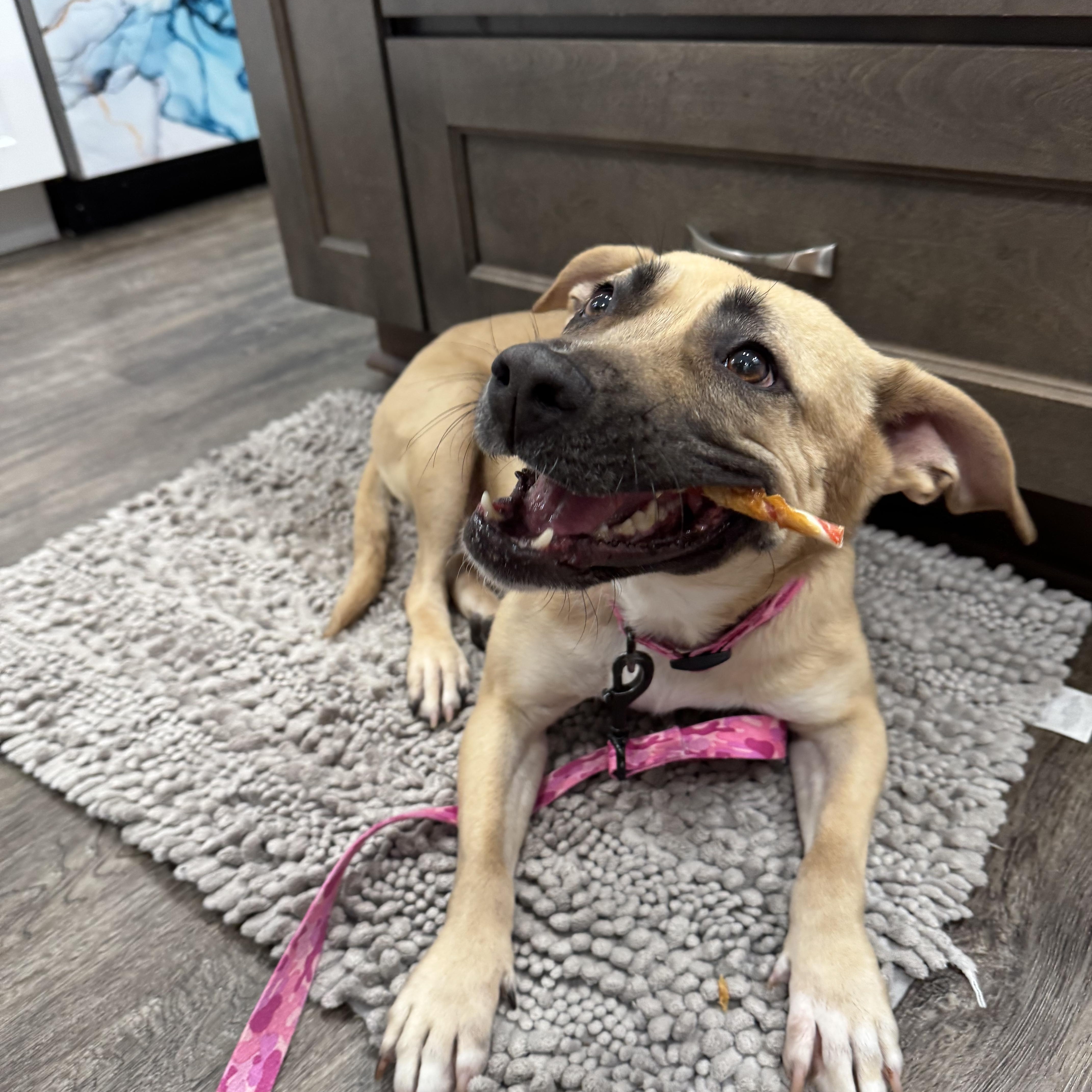 Nilla, a ADOPTABLE Mixed Breed in Hilton, NY image 5/6