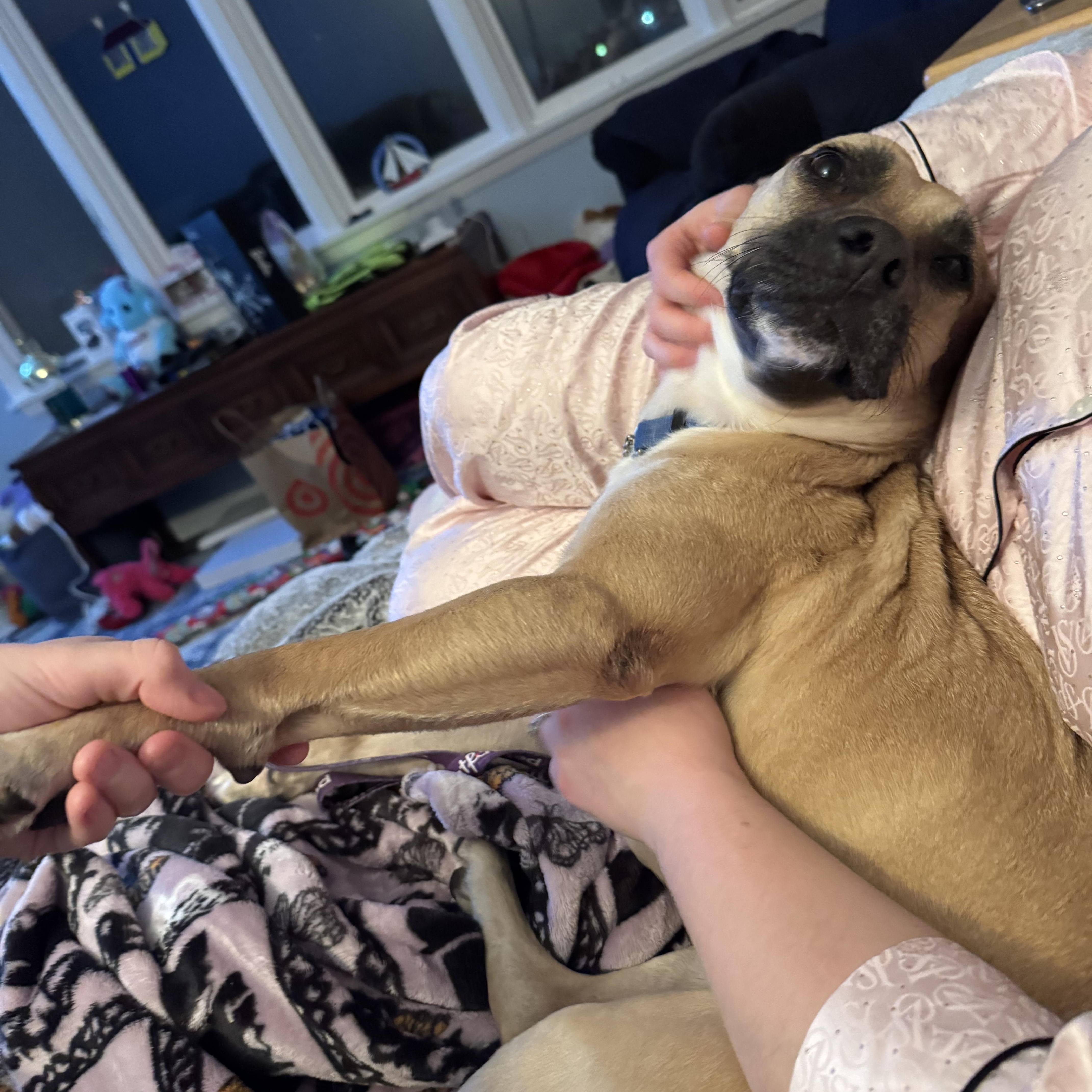 Nilla, a ADOPTABLE Mixed Breed in Hilton, NY image 4/6