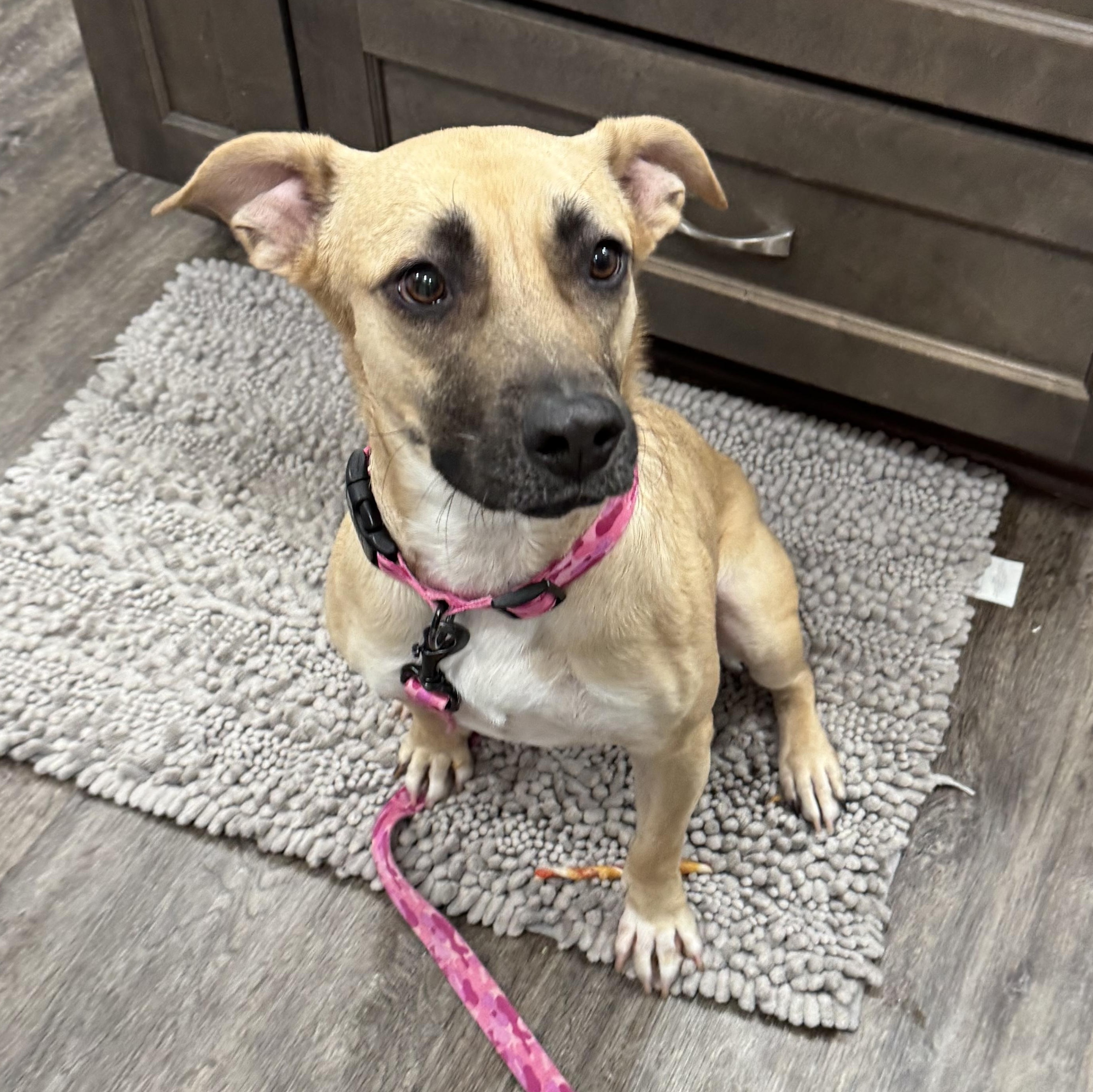 Nilla, a ADOPTABLE Mixed Breed in Hilton, NY image 2/6