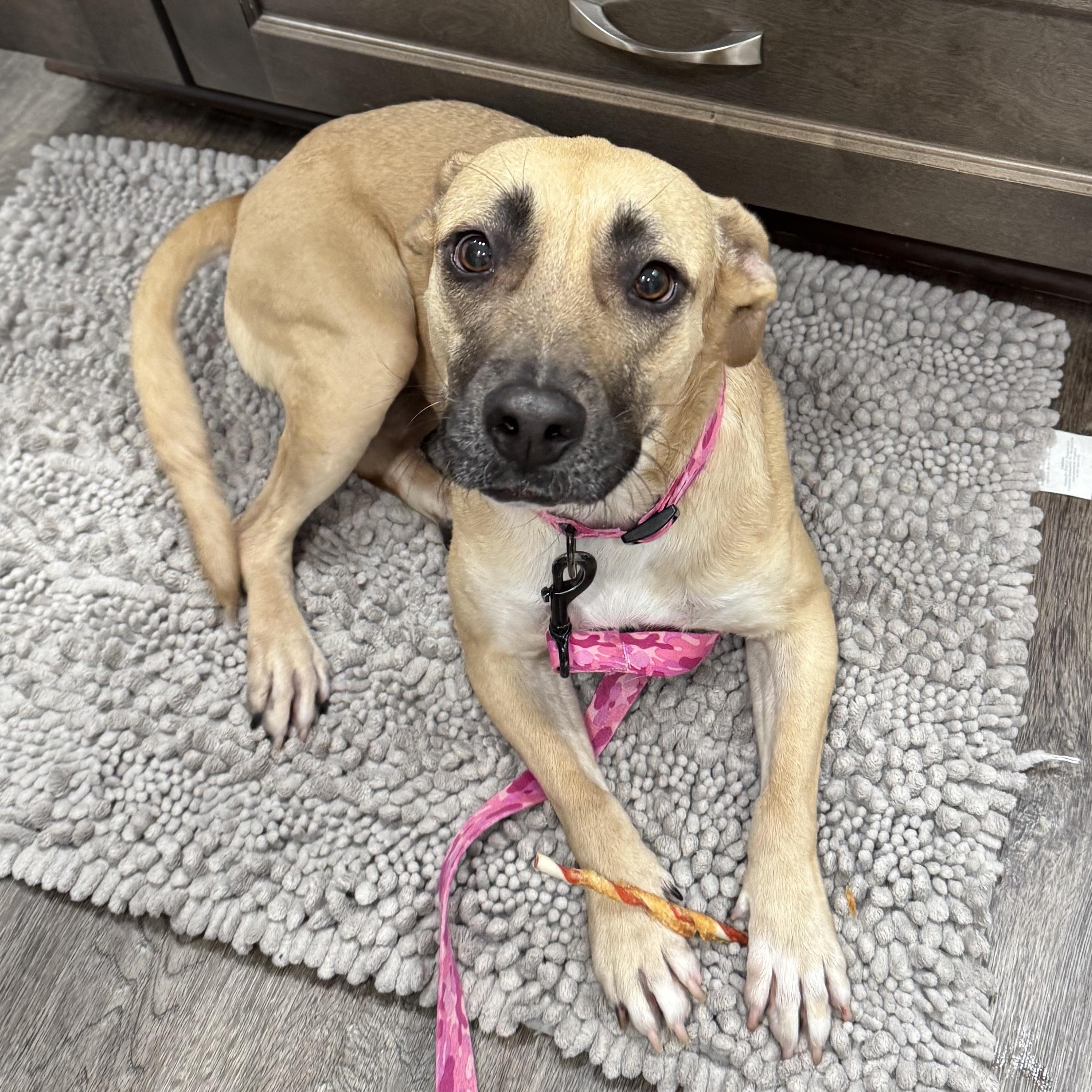 Nilla, ADOPTABLE, Young Female Mixed Breed.