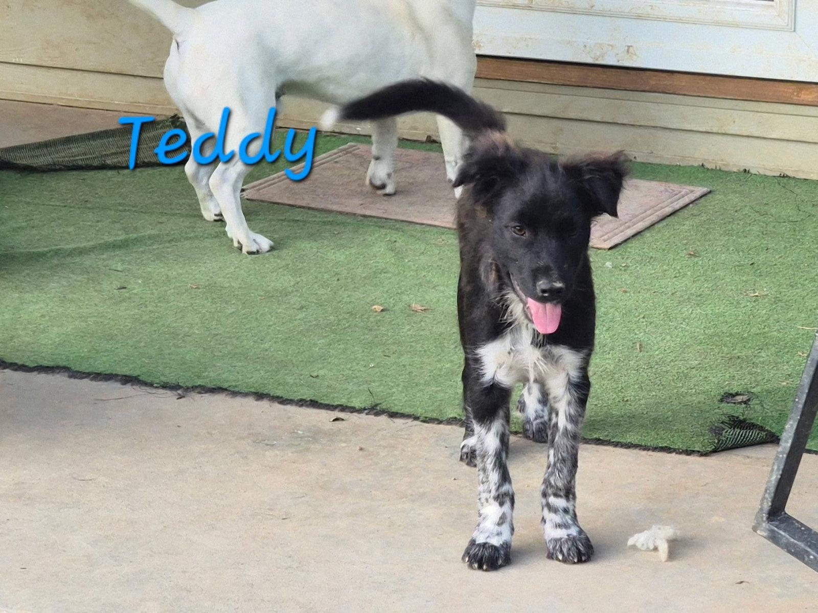 Teddy, Adoptable, Young Male Collie.
