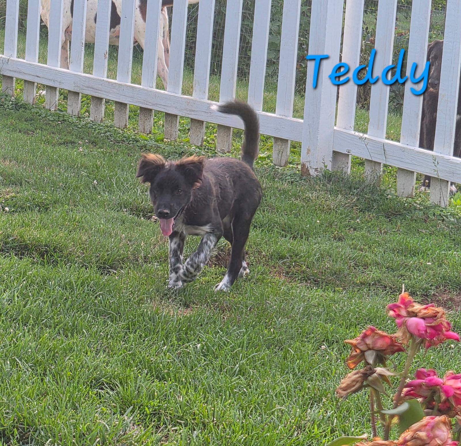 Teddy, a Adoptable Collie in Rutledge, TN image 2/3
