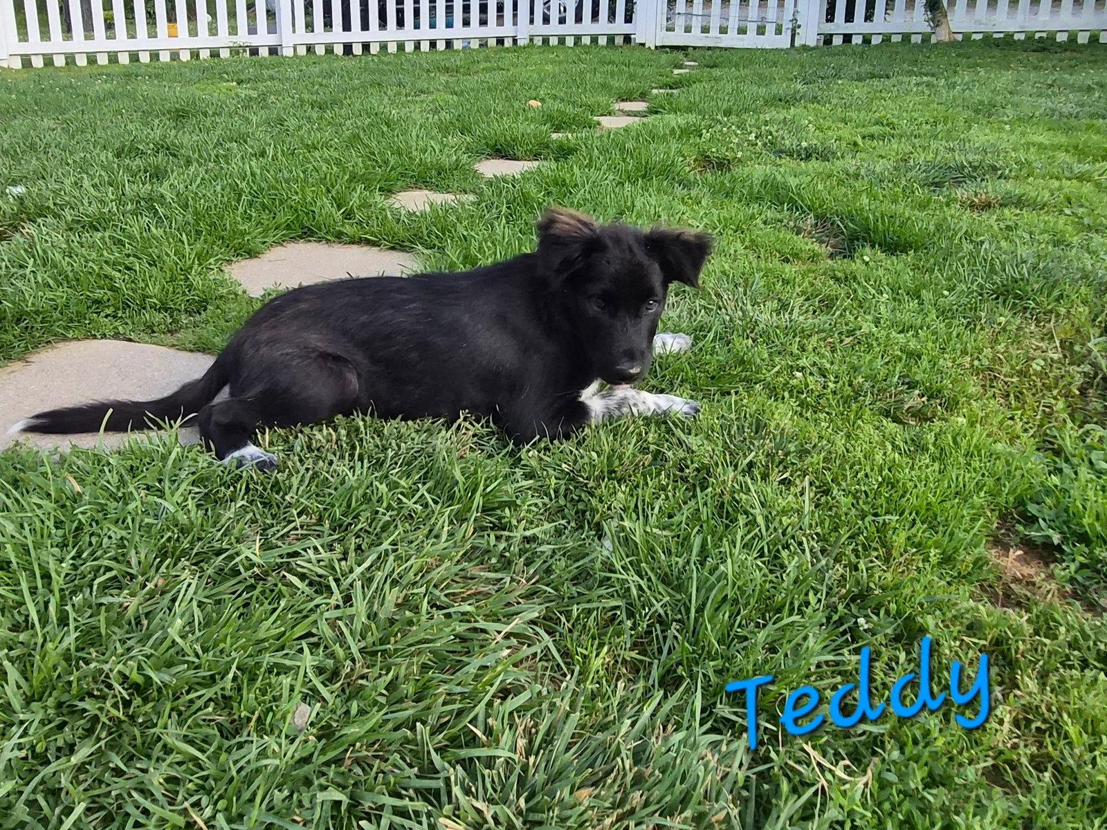 Teddy, a Adoptable Collie in Rutledge, TN image 3/3