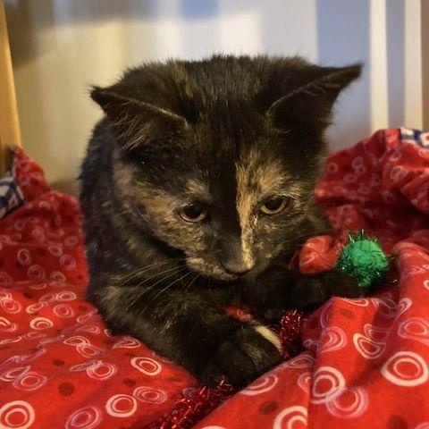 Enlarge Marjoram, an adopted Tortoiseshell in Lake Orion, MI image 1/4