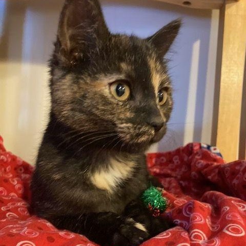 Enlarge Marjoram, an adopted Tortoiseshell in Lake Orion, MI image 3/4