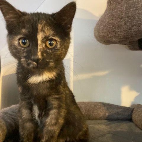 Enlarge Marjoram, an adopted Tortoiseshell in Lake Orion, MI image 4/4