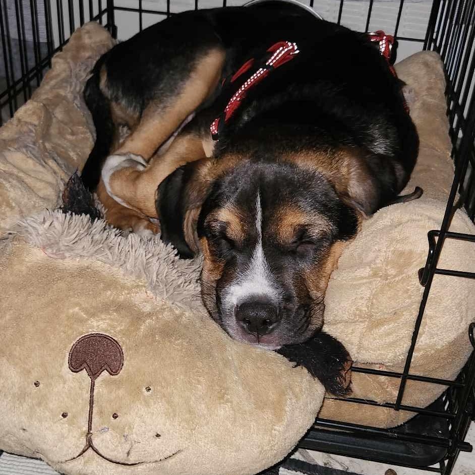 Rover, a Adoptable mixed breed in Edmonton, AB image 2/4