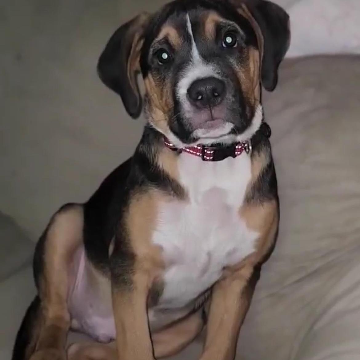 Rover, a Adoptable mixed breed in Edmonton, AB image 3/4