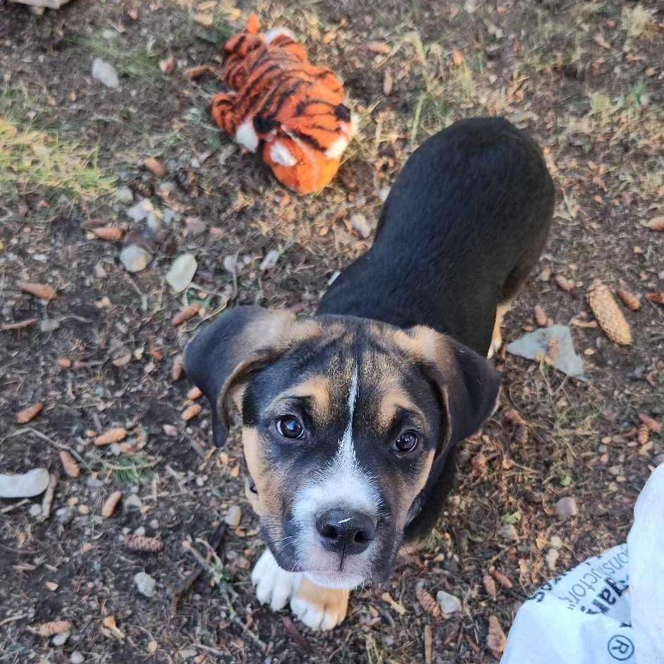 Rover, a Adoptable mixed breed in Edmonton, AB image 1/4