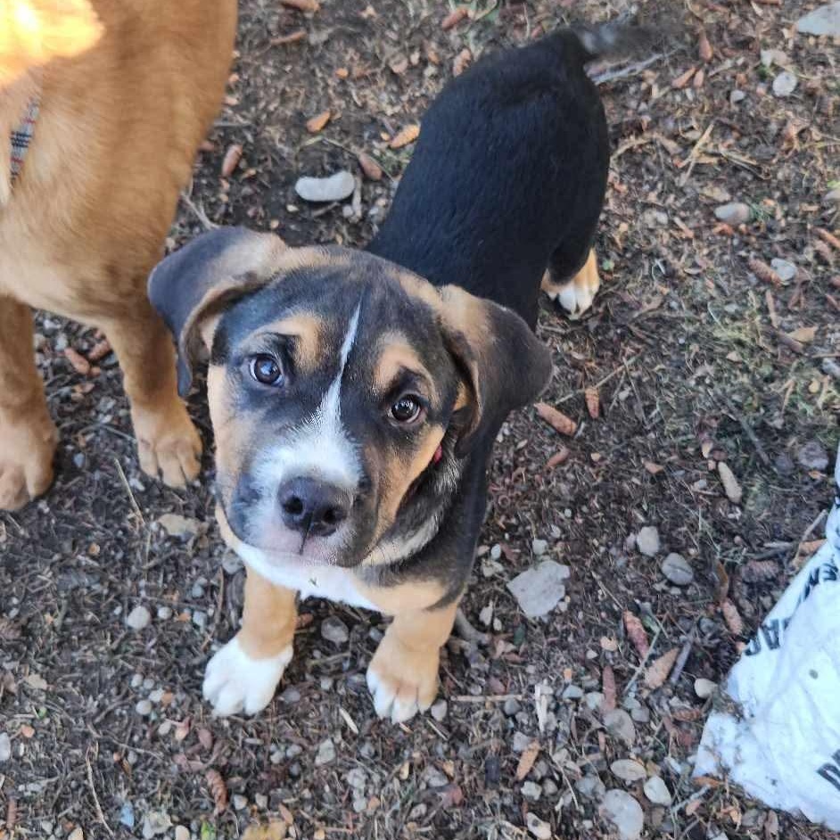 Rover, a Adoptable mixed breed in Edmonton, AB image 4/4