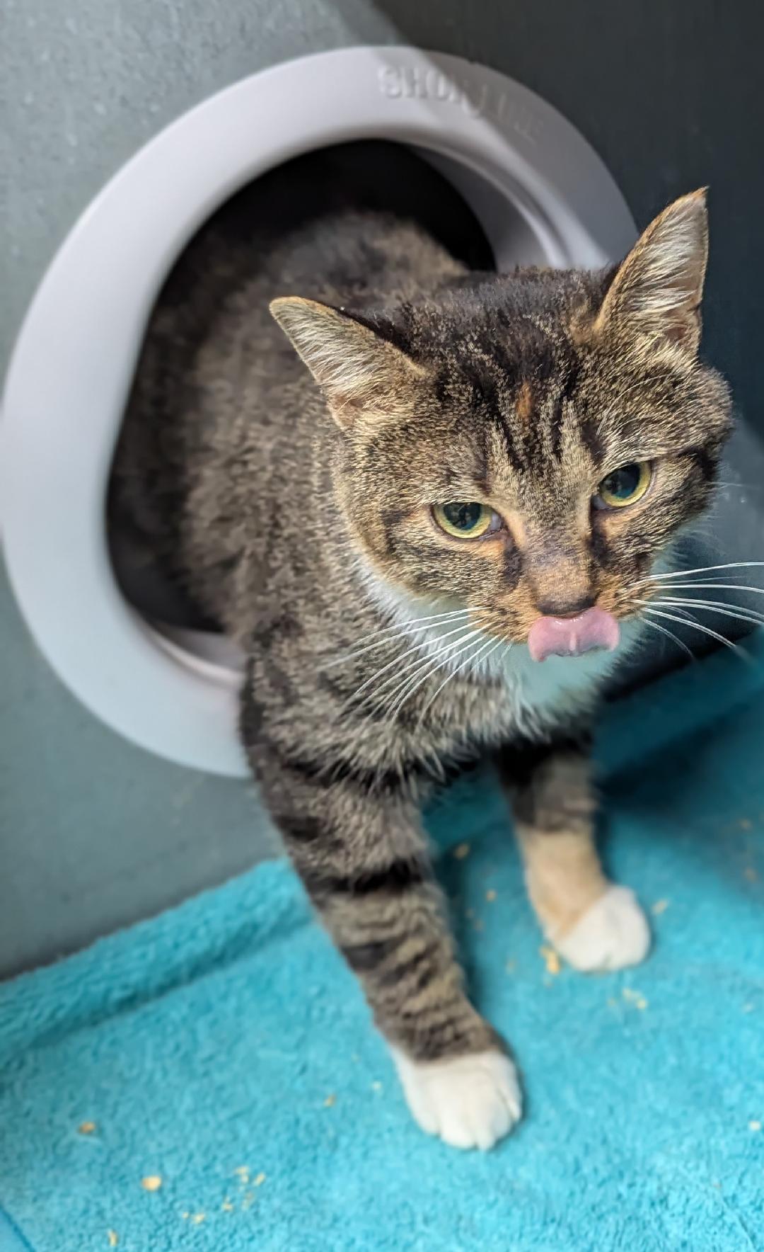 Hayworth, a ADOPTABLE Domestic Short Hair in Mount Vernon, OH image 1/4