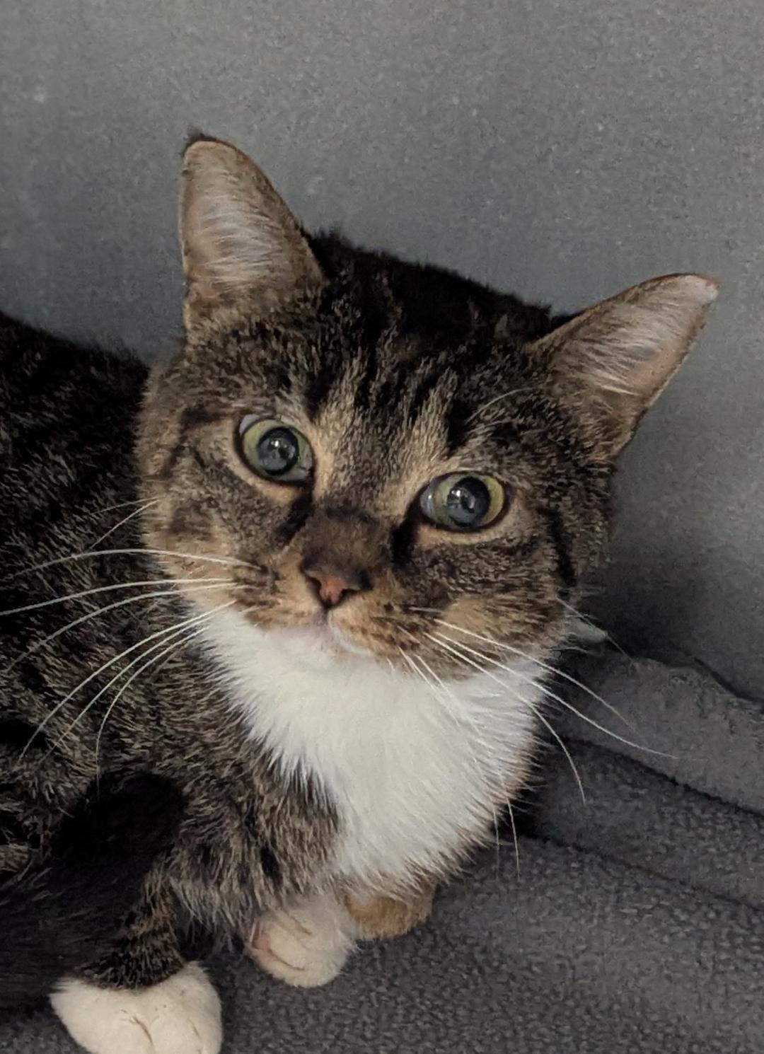 Hayworth, a ADOPTABLE Domestic Short Hair in Mount Vernon, OH image 2/4