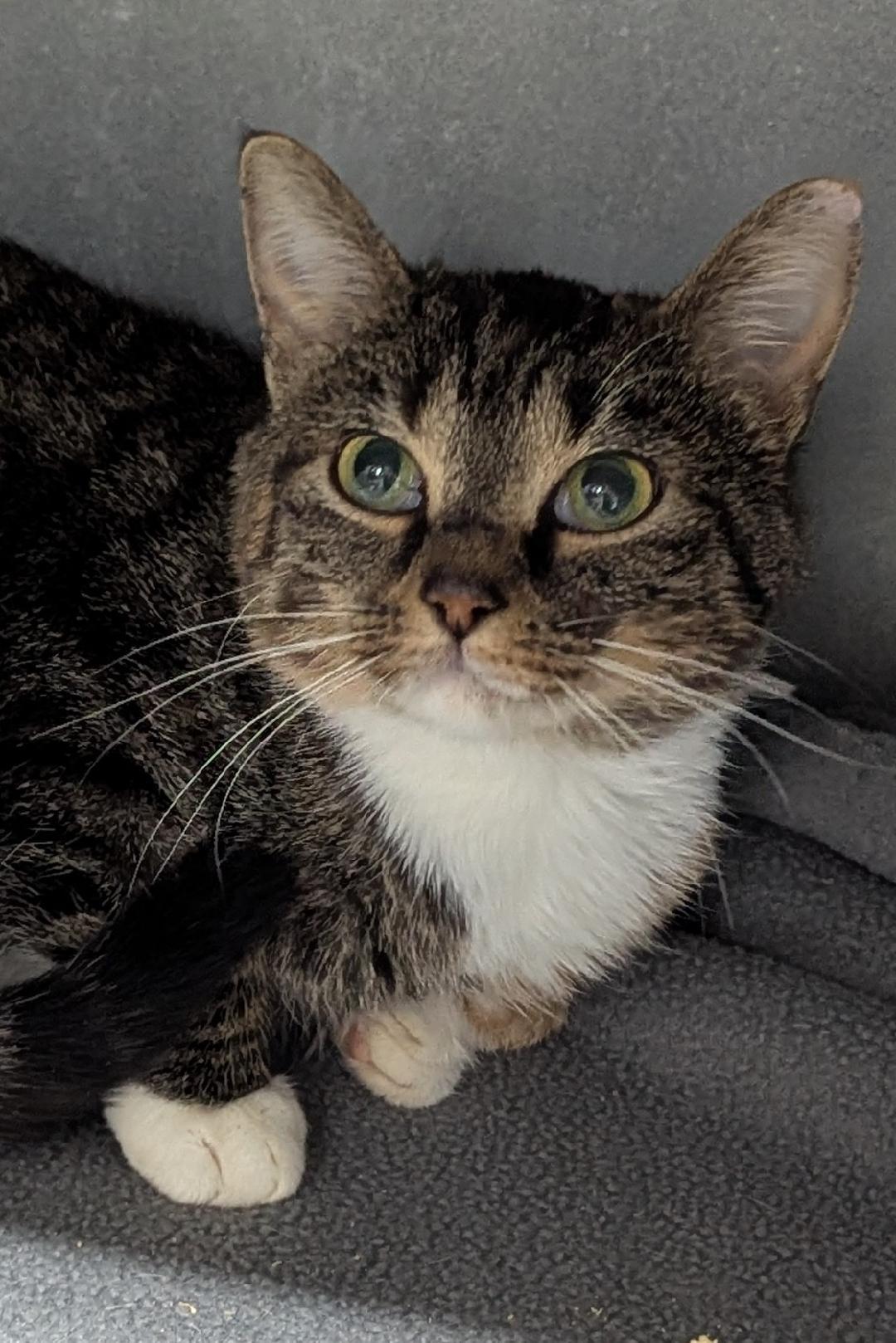 Hayworth, a ADOPTABLE Domestic Short Hair in Mount Vernon, OH image 3/4