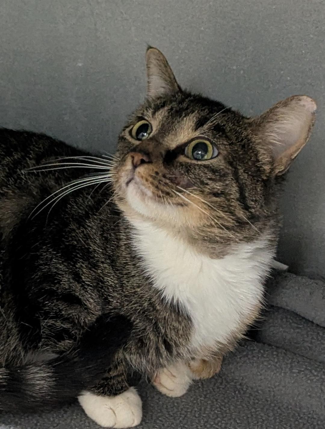 Hayworth, a ADOPTABLE Domestic Short Hair in Mount Vernon, OH image 4/4