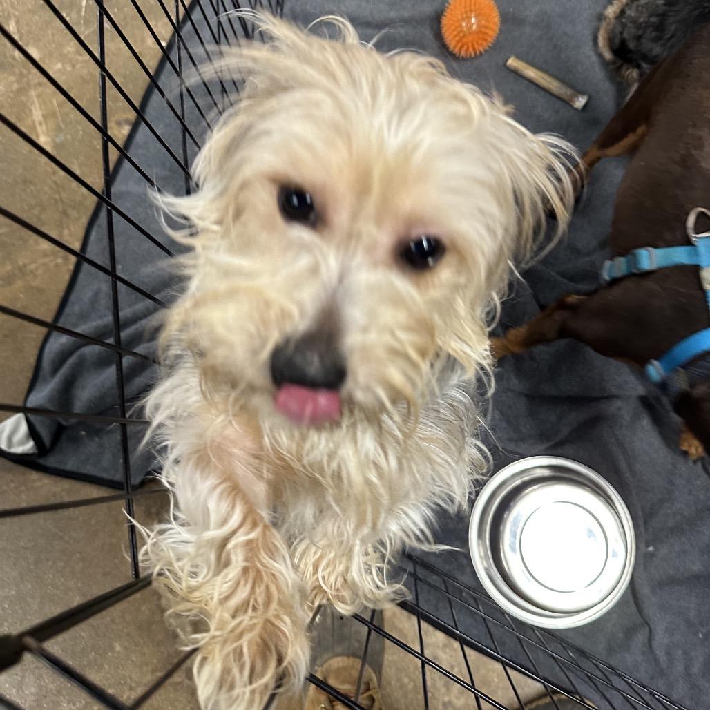 Browny, Adoptable, Young Male Yorkshire Terrier.