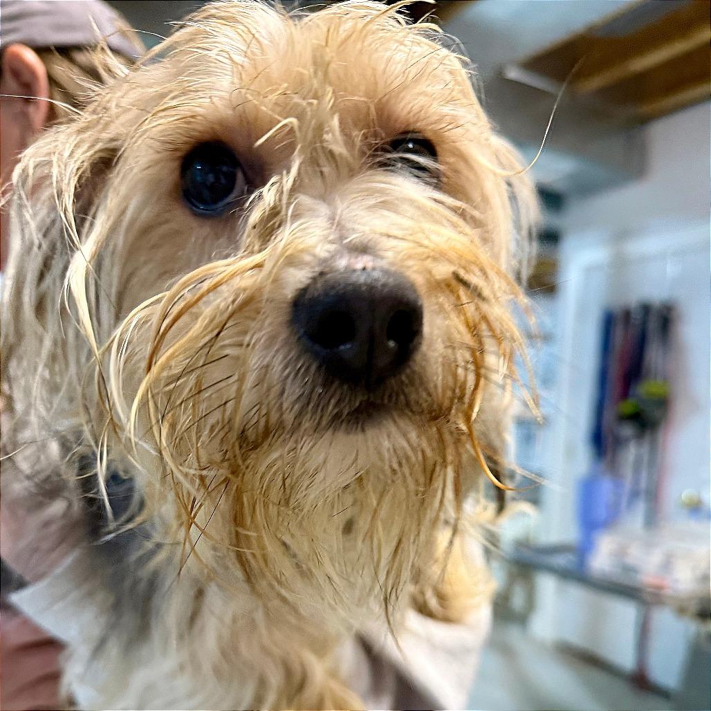 Browny, Adoptable, Young Male Yorkshire Terrier.