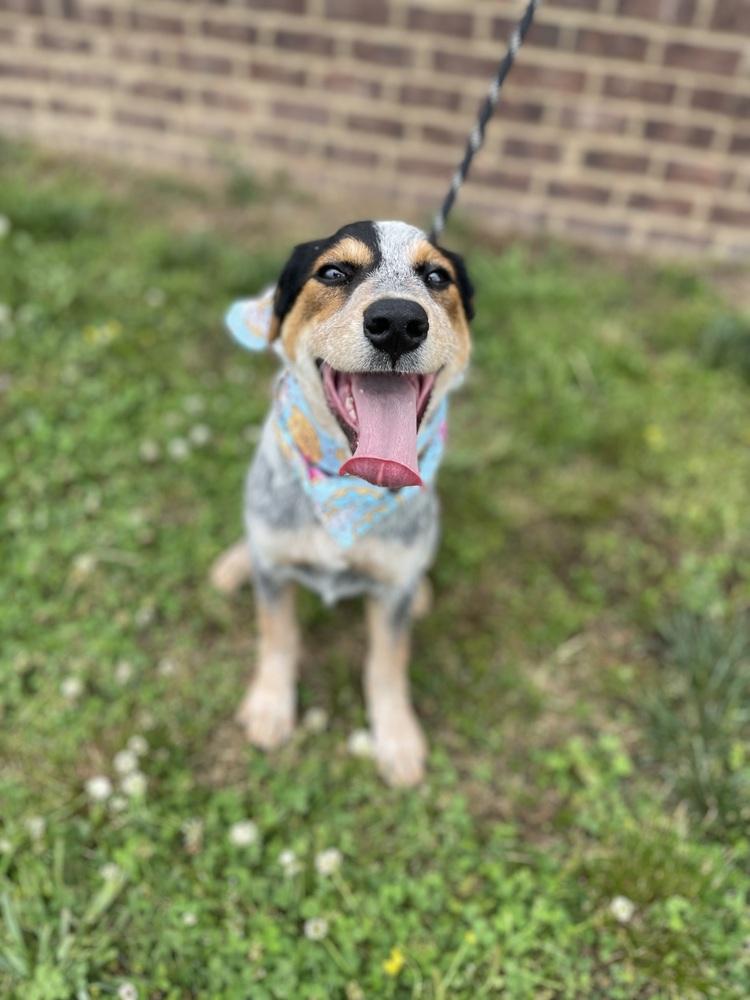 Enlarge Pearl - Cavatappi, a Adoptable mixed breed in Dickson, TN image 1/4