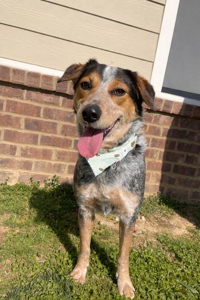 Enlarge Pearl - Cavatappi, a Adoptable mixed breed in Dickson, TN image 2/4