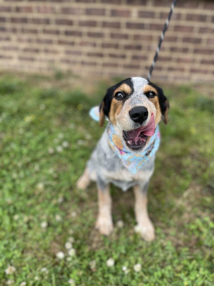 Enlarge Pearl - Cavatappi, a Adoptable mixed breed in Dickson, TN image 3/4