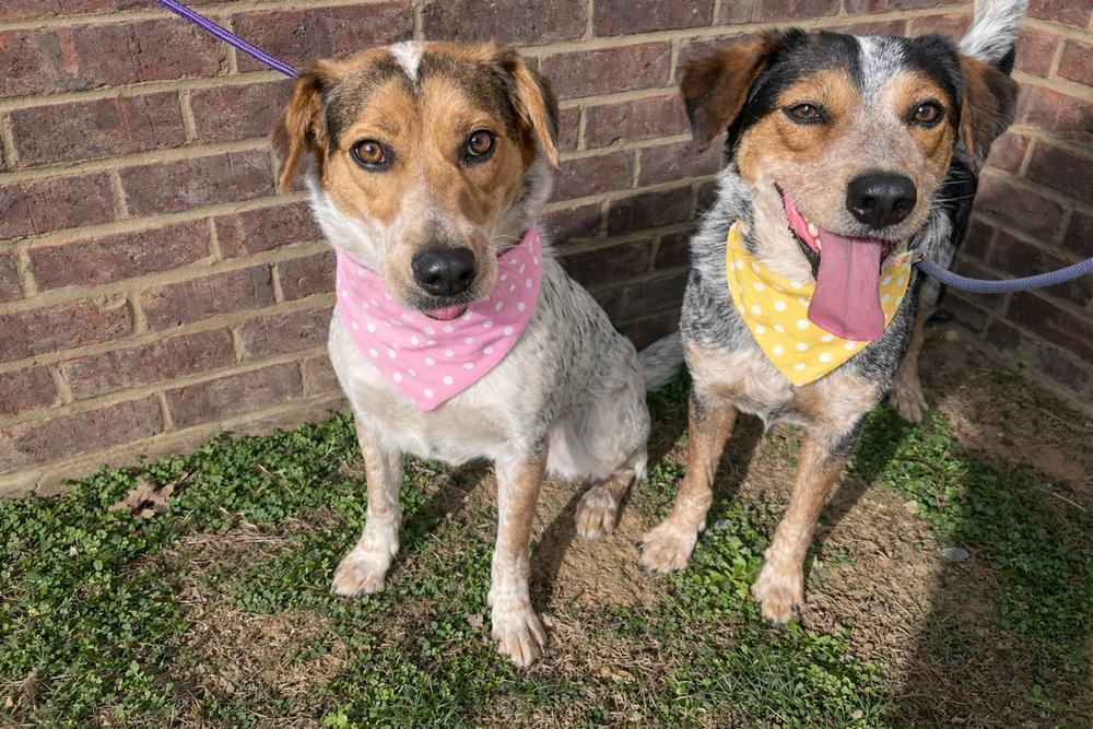 Enlarge Pearl - Cavatappi, a Adoptable mixed breed in Dickson, TN image 4/4