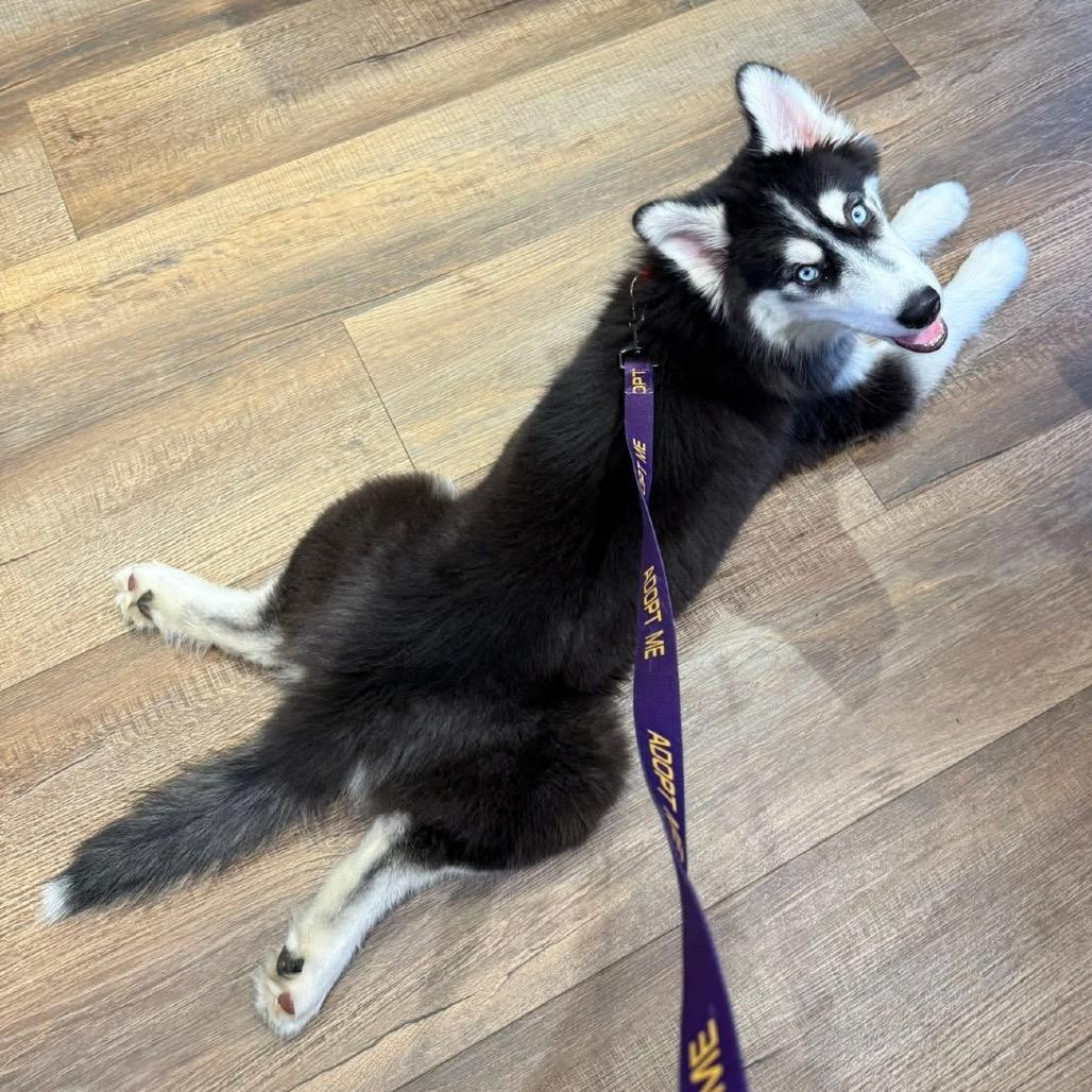 Zorro, Adoptable, Young Male Siberian Husky & Husky.