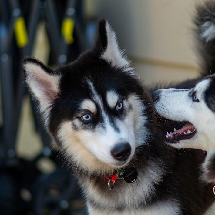 Enlarge Zorro, a Adoptable mixed breed in Blaine, MN image 2/6