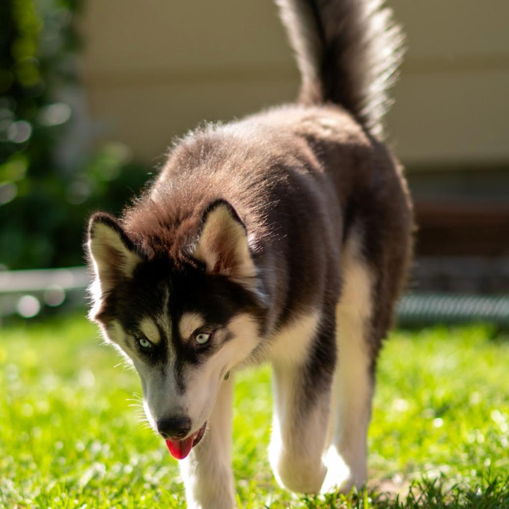 Enlarge Zorro, a Adoptable mixed breed in Blaine, MN image 3/6