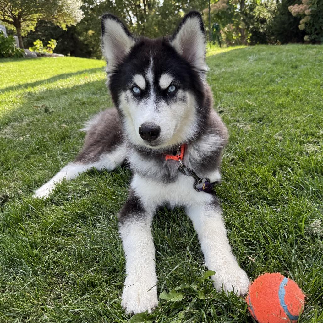 Enlarge Zorro, a Adoptable mixed breed in Blaine, MN image 4/6