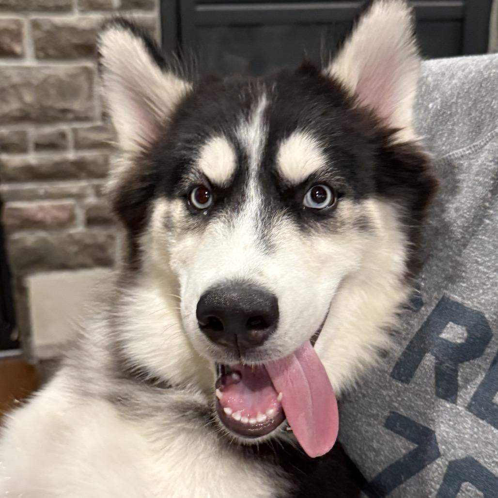 Enlarge Zorro, a Adoptable mixed breed in Blaine, MN image 5/6