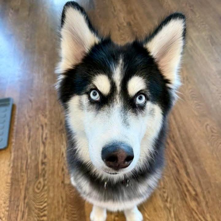 Enlarge Zorro, a Adoptable mixed breed in Blaine, MN image 6/6