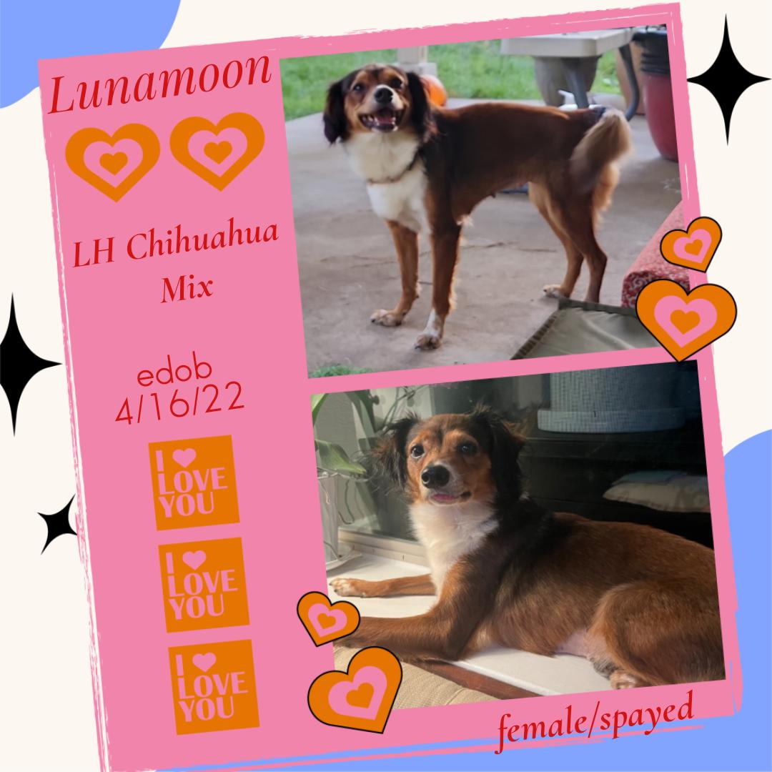 Lunamoon OR14364-Thw, a Adoptable mixed breed in Beaverton, OR image 2/3