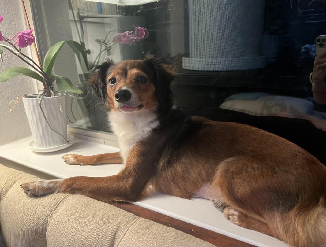 Lunamoon OR14364-Thw, Adoptable, Adult Female Chihuahua.