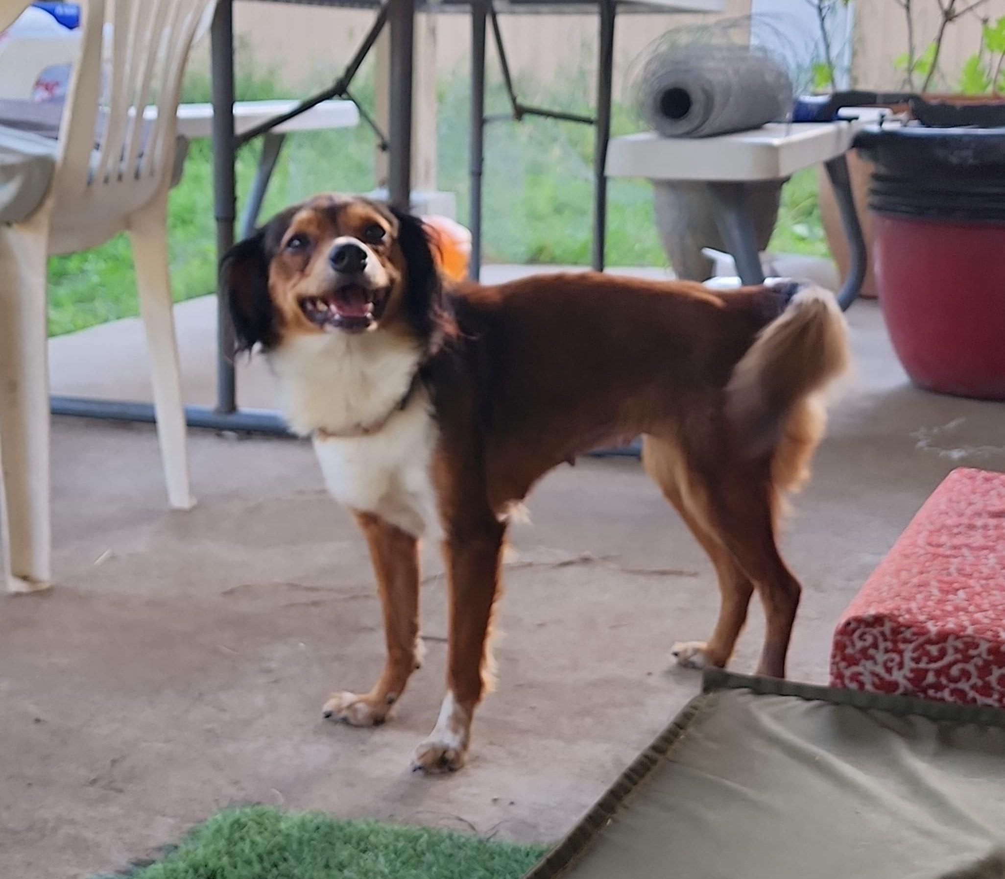 Lunamoon OR14364-Thw, a Adoptable mixed breed in Beaverton, OR image 3/3