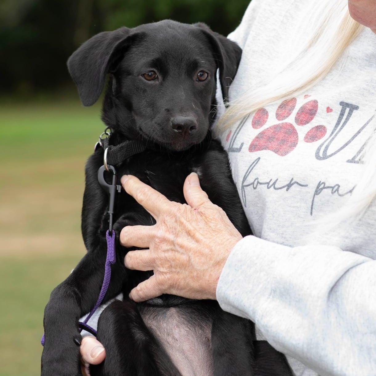 Enlarge Ella RR is in Maine, a Adoptable mixed breed in Skowhegan, ME image 3/6