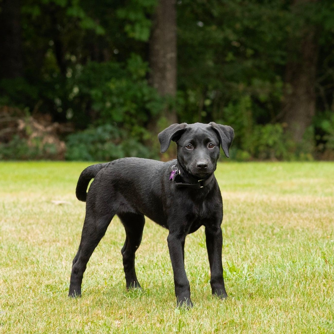 Enlarge Ella RR is in Maine, a Adoptable mixed breed in Skowhegan, ME image 4/6