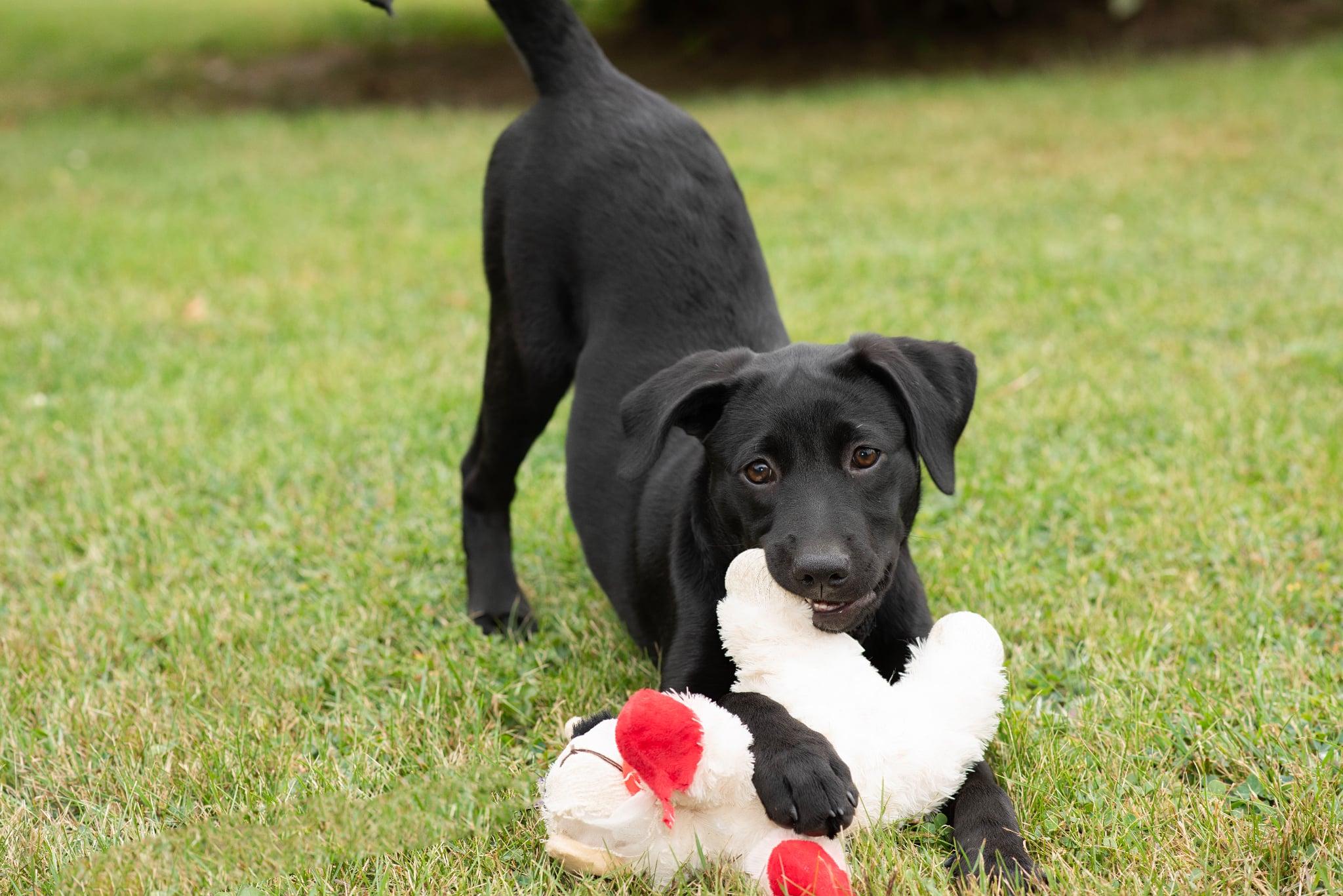 Enlarge Ella RR is in Maine, a Adoptable mixed breed in Skowhegan, ME image 6/6