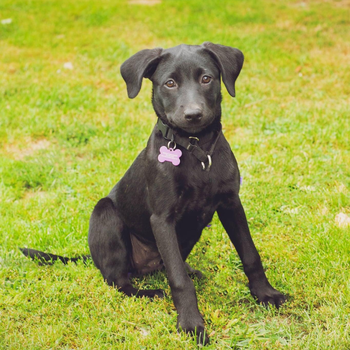 Enlarge Ella RR is in Maine, a Adoptable mixed breed in Skowhegan, ME image 5/6